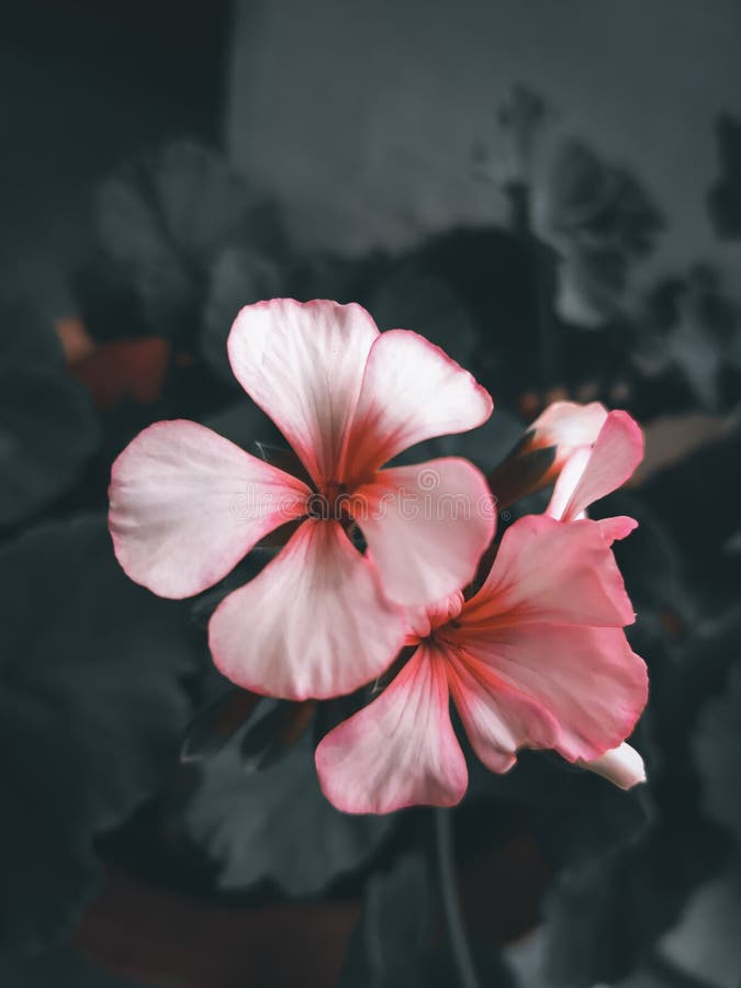 Red Geranium Flowers. Beautiful Geranium Flowers in Indian Garden Stock