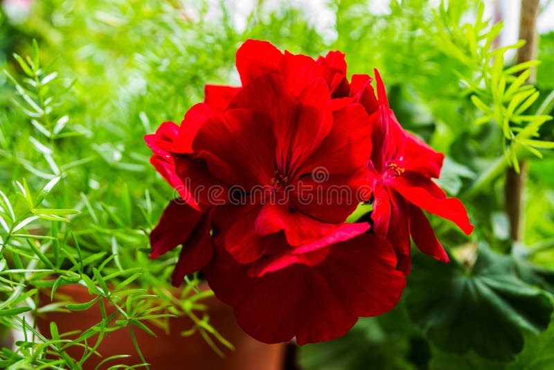 Red geranium flowers stock image. Image of geraniums 177001465