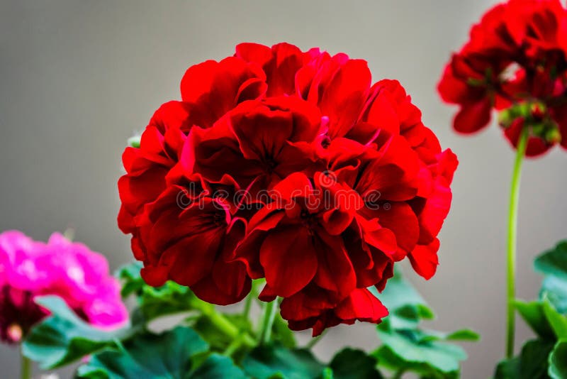 Red geranium flowers stock photo. Image of floral, closeup 177001554