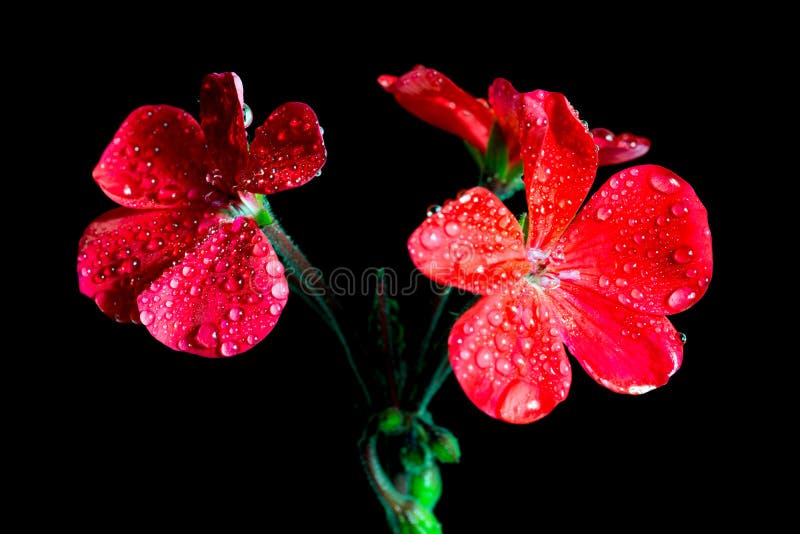 Red Geranium Flowers on Black Background Stock Image Image of