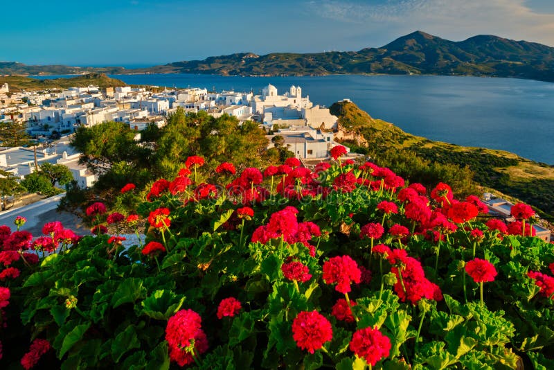 3,287 Red Greek Flowers Photos - Free & Royalty-Free Stock Photos from  Dreamstime