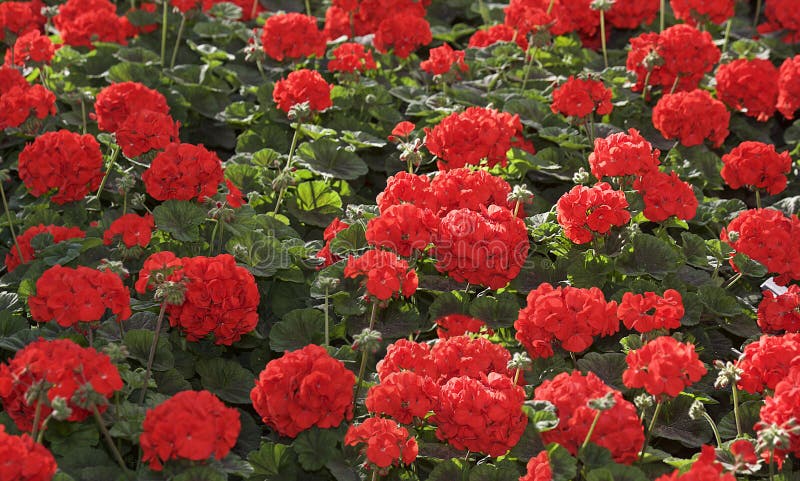 Red geranium pelargonium background. Selective focus. Spring blossom. Red pelargonium