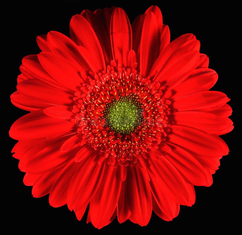 1,300+ Gerber Free Stock Photos - StockFreeImages