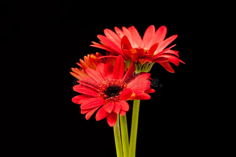 Red Gerber Daisies on Black