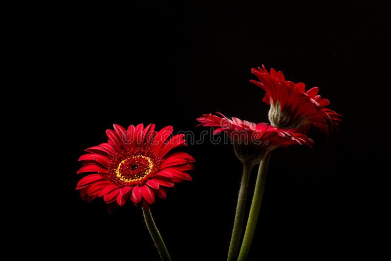 Red Gerber Daisies on black background