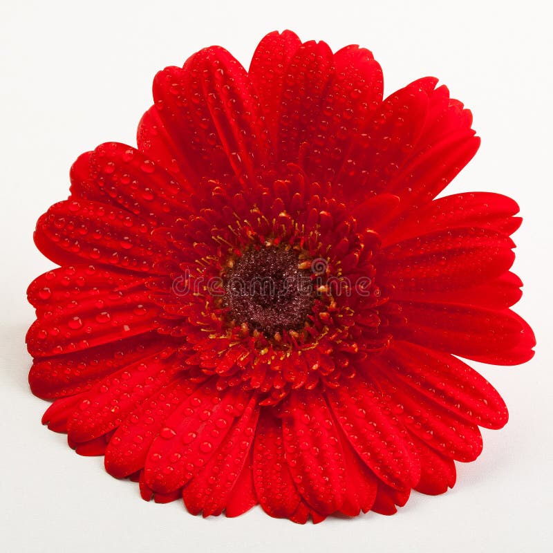 Red Gerber Daisy stock photo. Image of dasies, natural 2079368