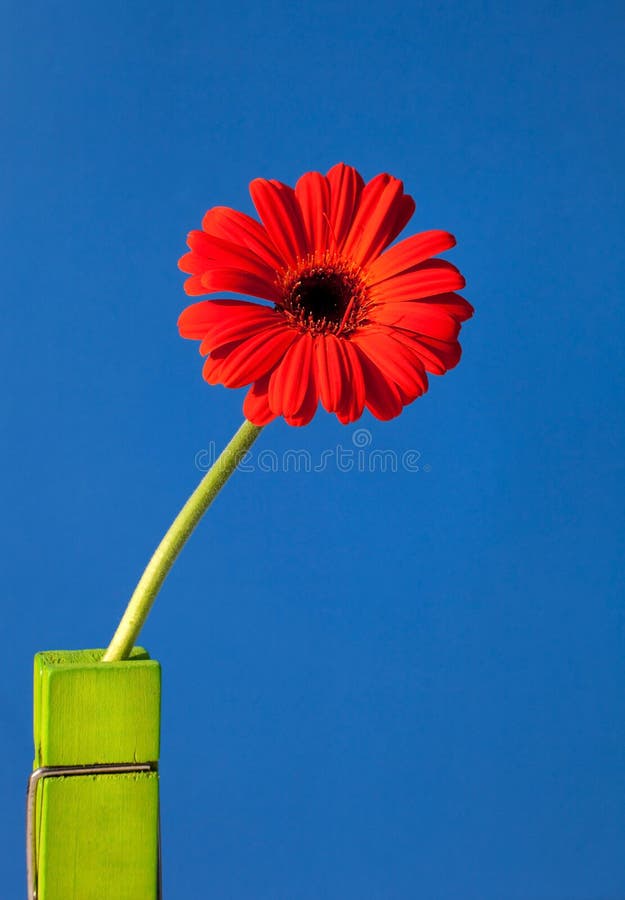 Red Gerber Daisy