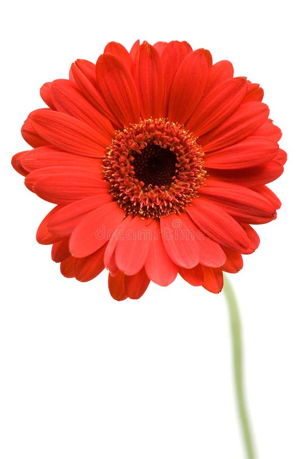 Red Gerber Daisy