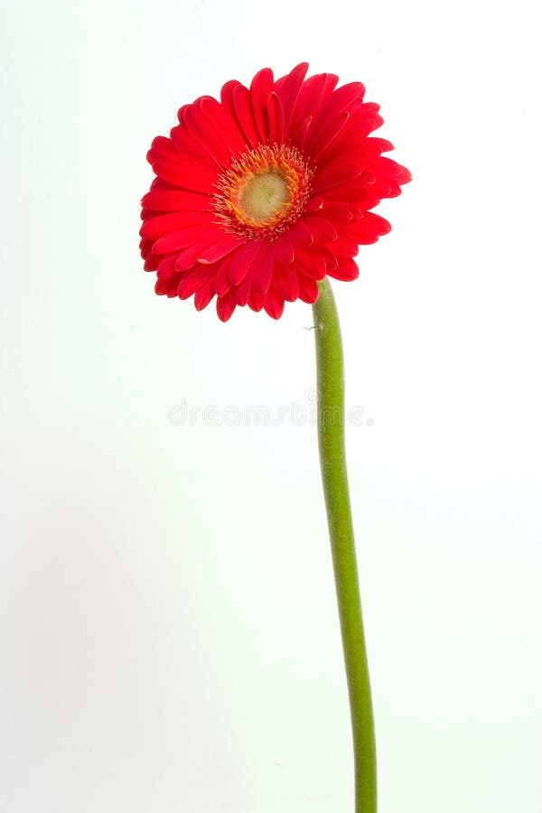 Red gerbera royalty free stock photography