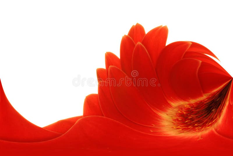 Red gerbera, abstract frame