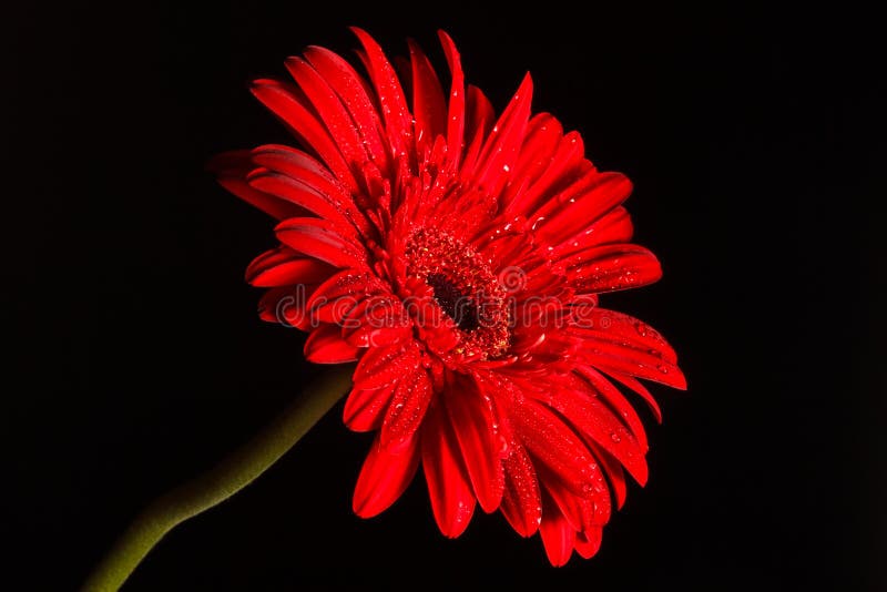 Red gerbera on black background