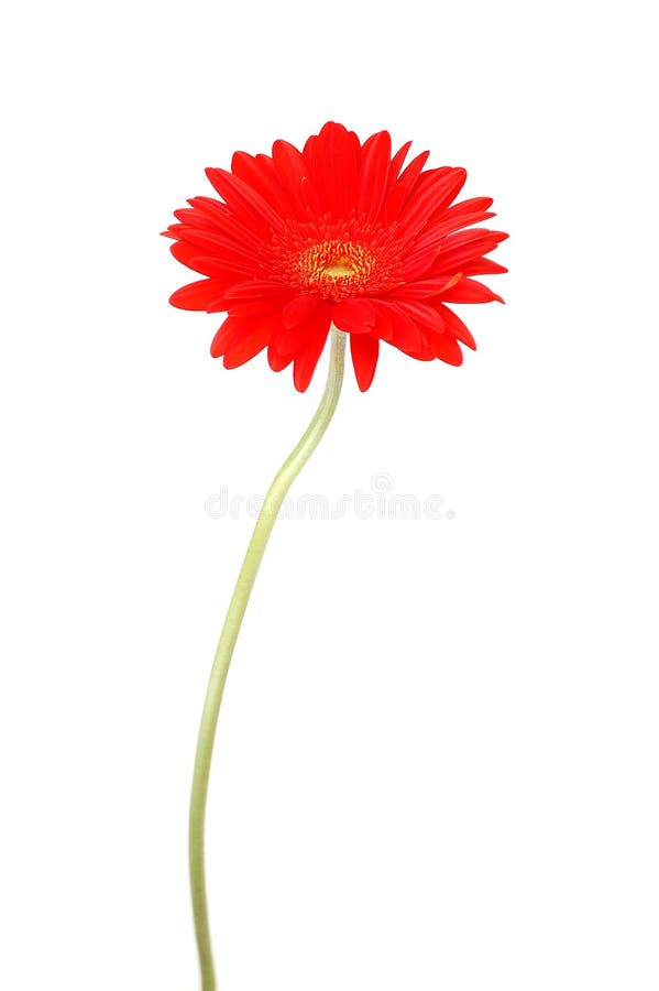 Red gerbera daisy