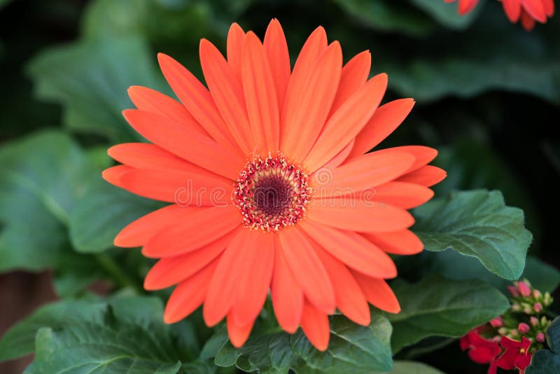Red gerbera flower stock image. Image of blooming, isolated 113514033