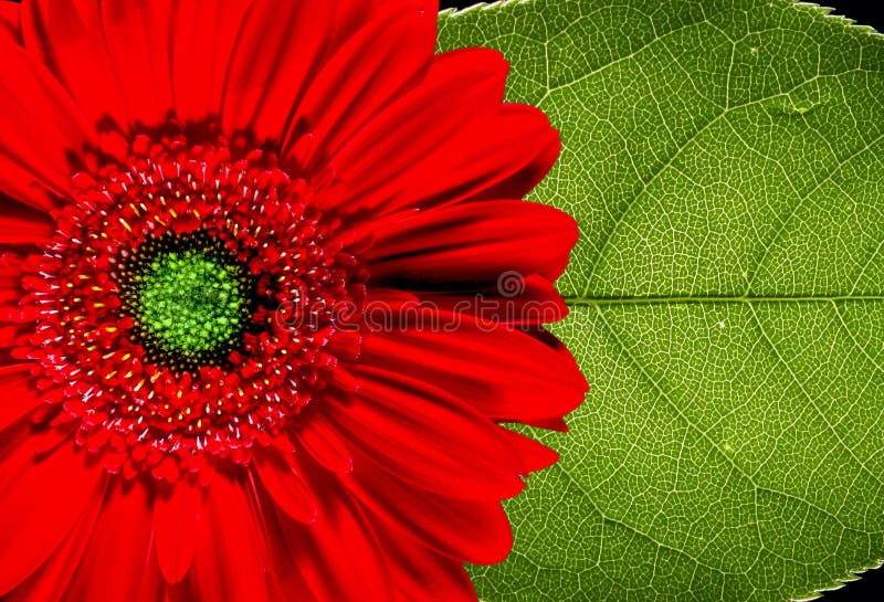 Gerbera Daisy Buds and Open Flowers Stock Photo Image of isolated