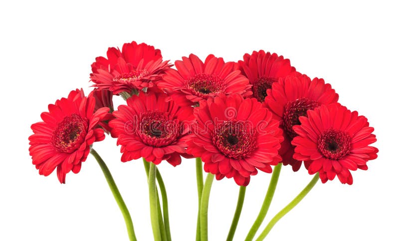 Red Gerbera flower royalty free stock image Red Gerbera flower royalty free stock image