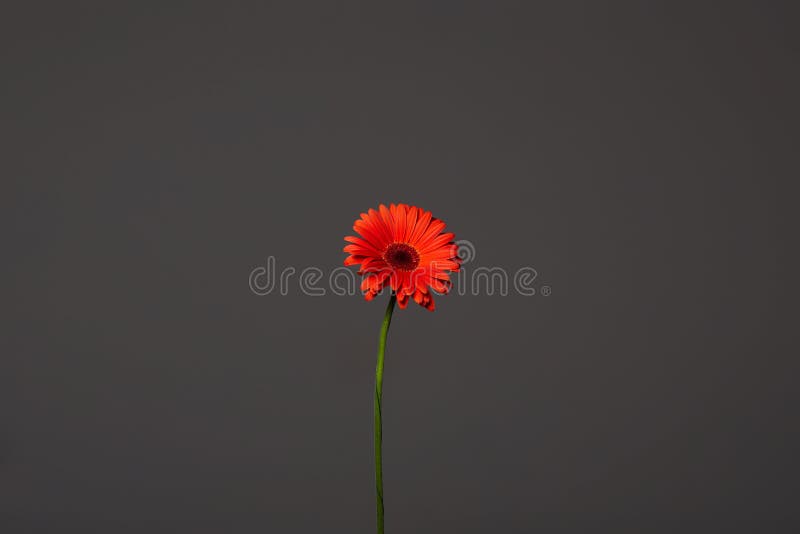 Red Gerbera Flower in Dark. Beautiful Flower Still Life Stock Image