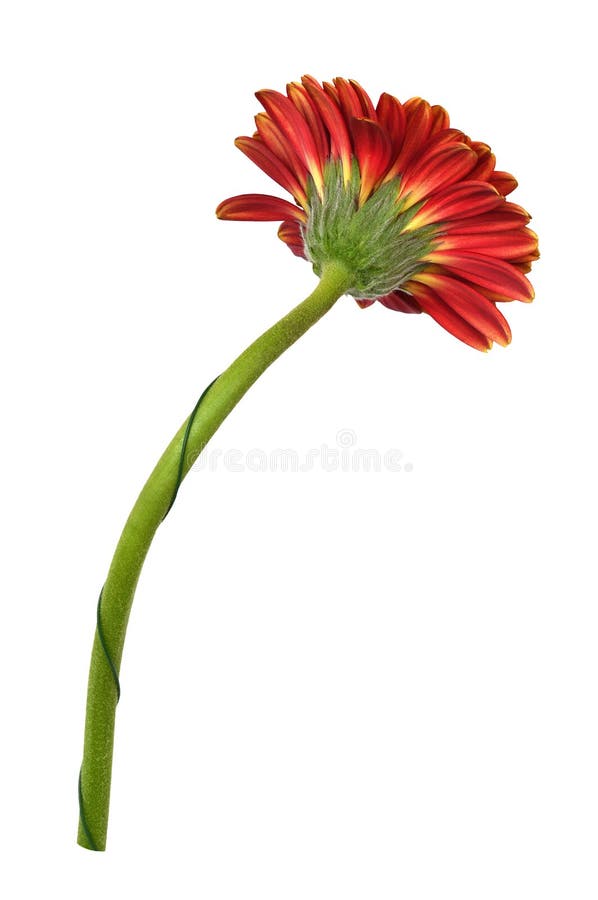 Red Gerbera Flower Isolated Stock Photo Image of blooming, germini