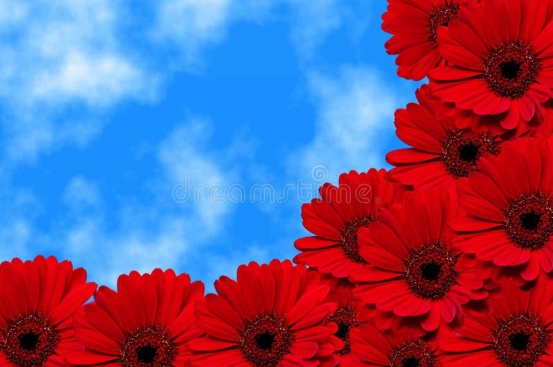 Red Gerbera flowers