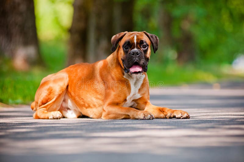 Red german dog stock image. Image of adorable, brown - 32341167