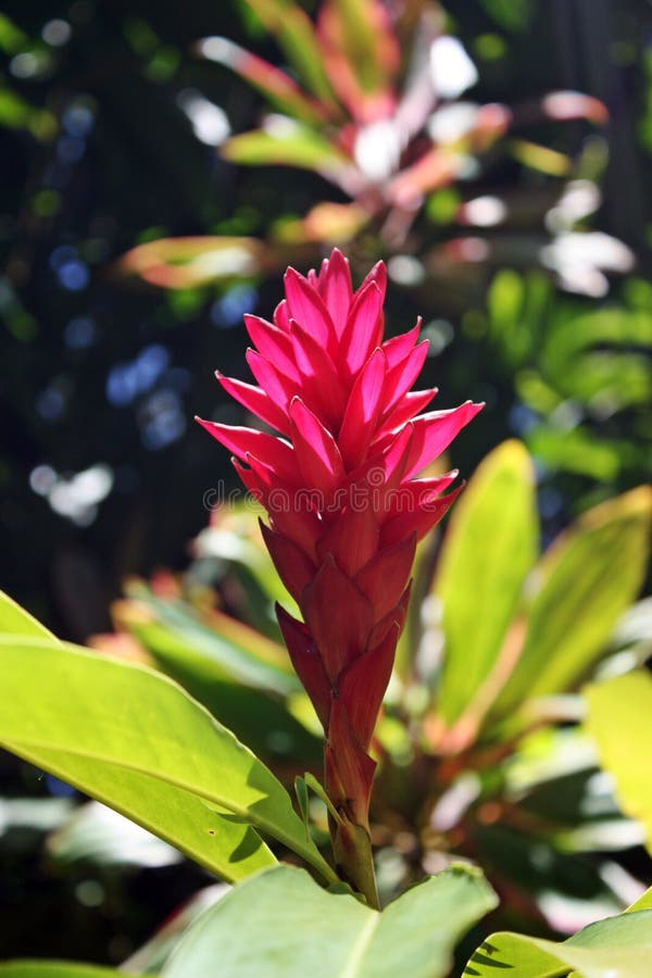 A Red Ginger Flower with a Blurred Background in Hawaii Stock Image