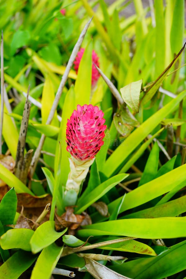 Red ginger flower stock photo. Image of beauty, purpurata 179164546