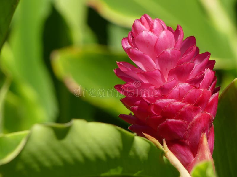 Red Ginger Flower stock photo. Image of foliage, bright 84561030