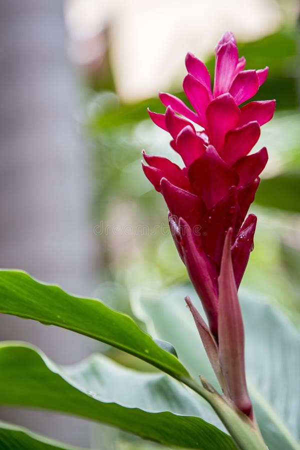 Red ginger flower stock photo. Image of tropical, blossom 113163172