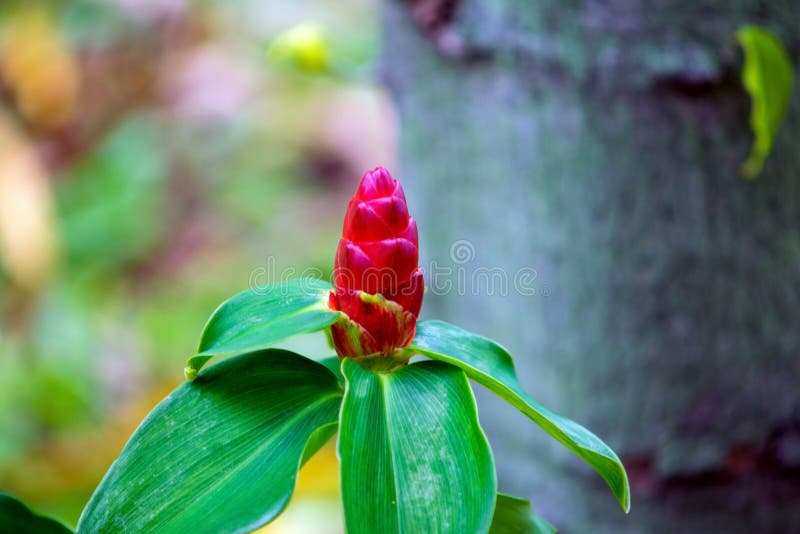 Red ginger. stock image. Image of macro, grow, exotic 97036535
