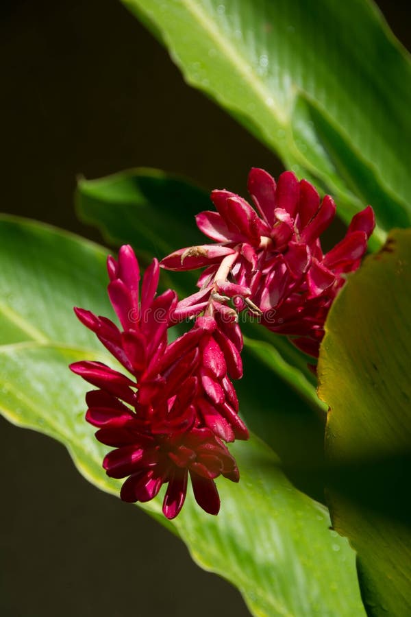 A Flower Of Hawaiian Wild Ginger Stock Image Image of bloom, native