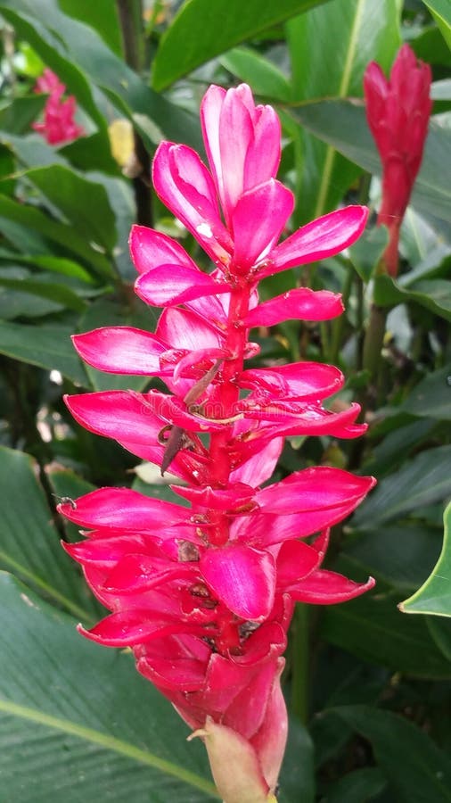 Red Ginger stock image. Image of plants, ginger, native 139684121