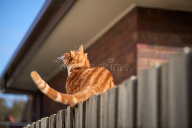 Red ginger tabby cat walking on a wooden fence