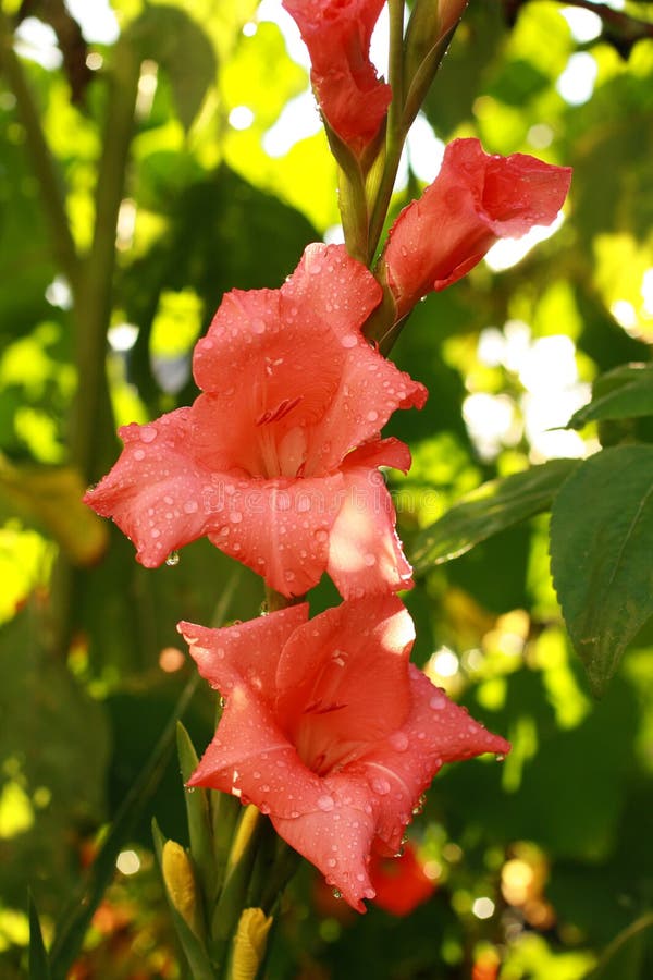 Red gladiola in the garden