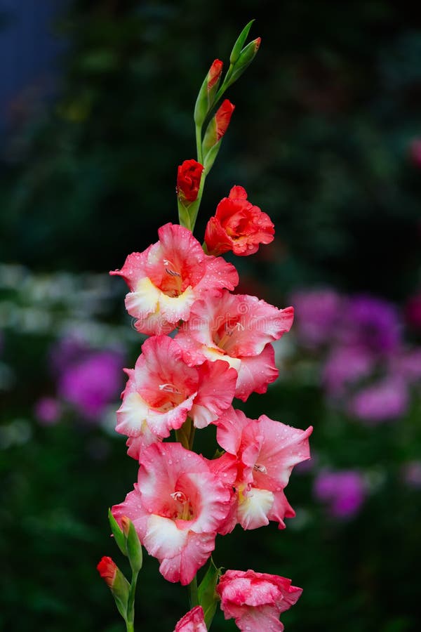 Red gladiolus flowers stock image. Image of beautiful 56675511