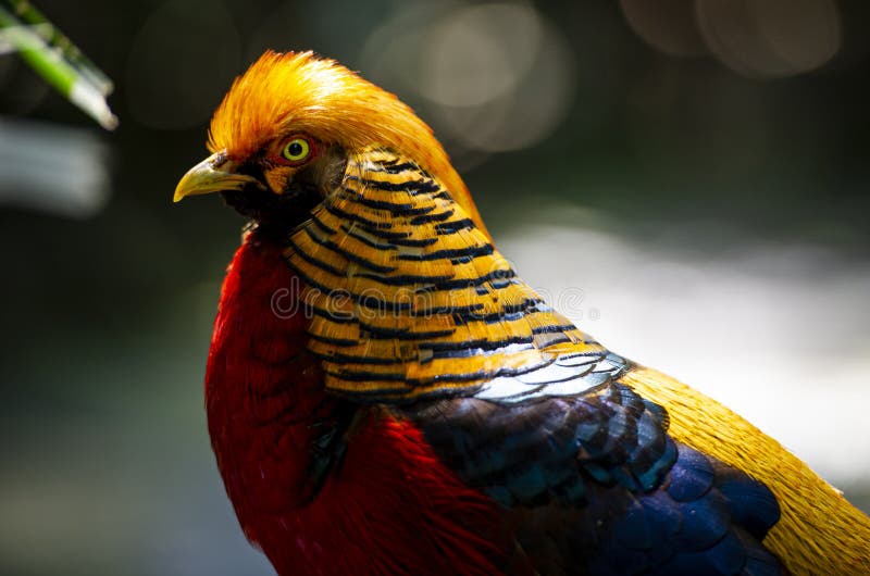 golden pheasant pictures