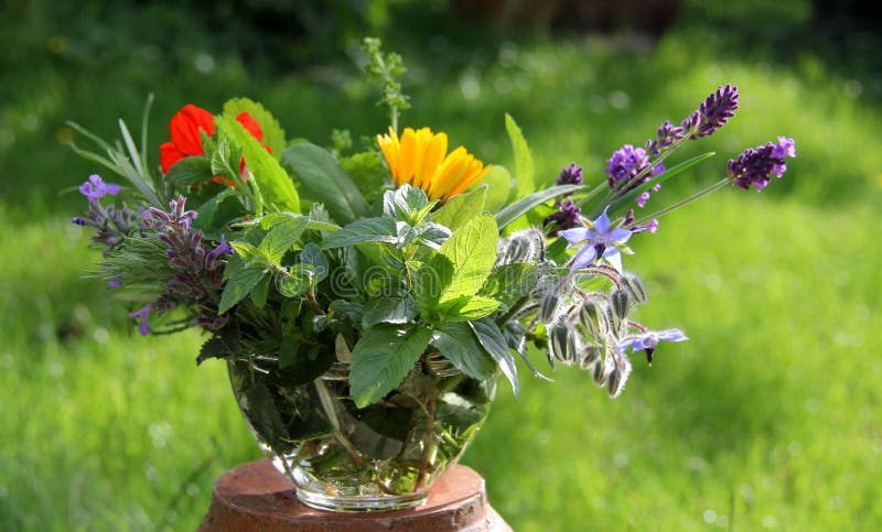 Red gooseberries stock photo
