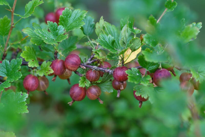 Red Gooseberry Berries on a Bush in the Garden of a Country House Stock ...