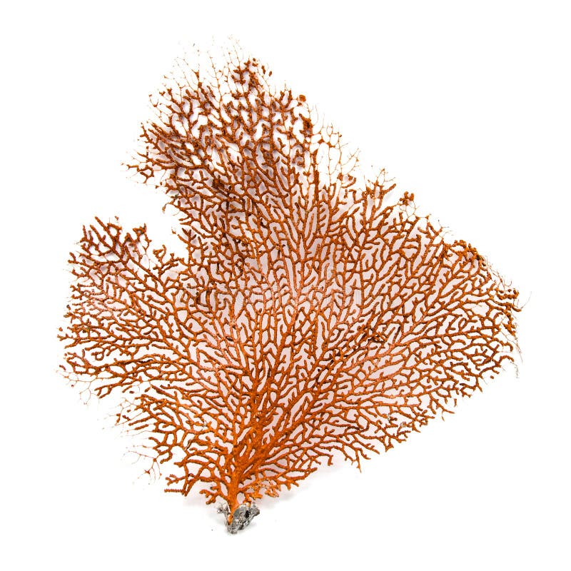 Red Gorgonian or red sea fan coral isolated on white background royalty free stock photography Red Gorgonian or red sea fan coral isolated on white background royalty free stock photography