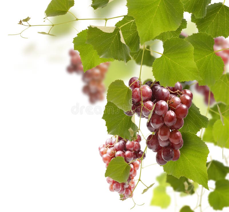 Red Grape stock photo. Image of healthy, snack, nature 26420028