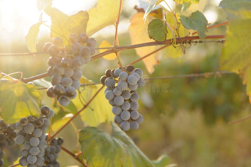 Red Grape Bunch