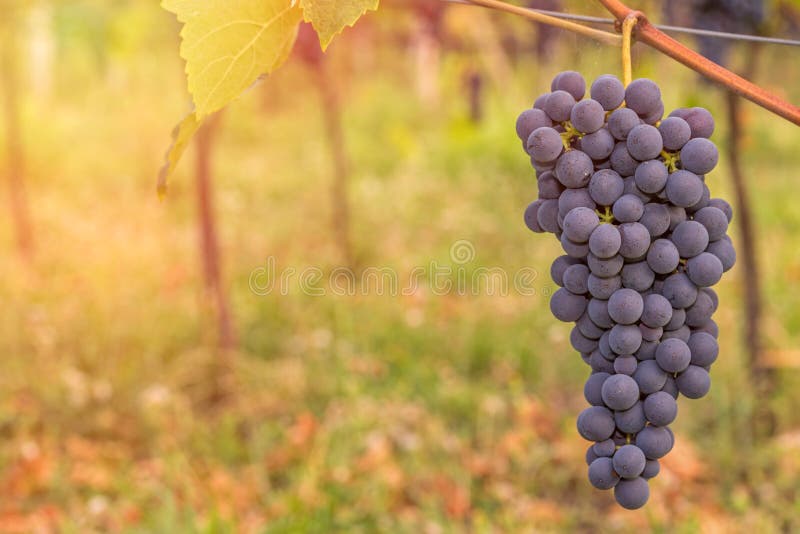 Red grape close up in a vineyard during autumn