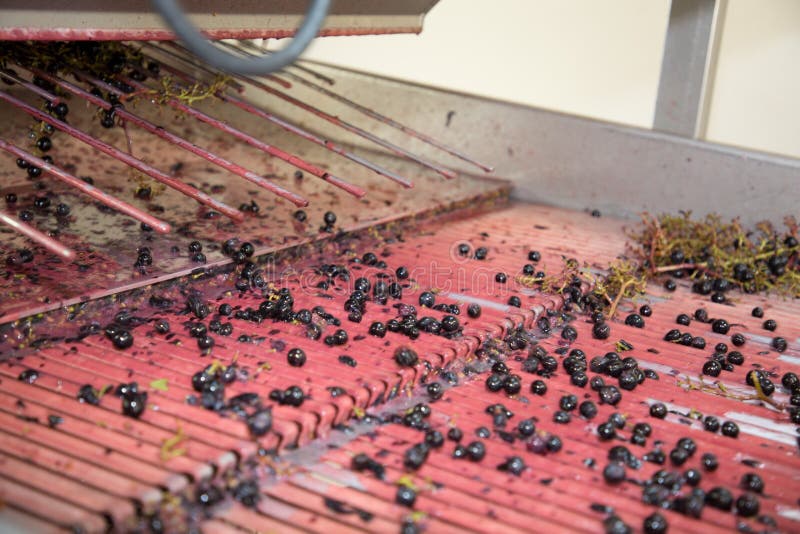 Red grape in destemmer cellar winery harvest production of bordeaux french wine medoc