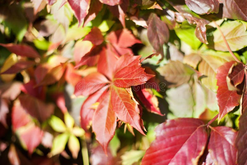 Red grape leaves on blurred green foliage background close up, autumn golden leaves texture pattern macro, warm fall sunny day royalty free stock photography Red grape leaves on blurred green foliage background close up, autumn golden leaves texture pattern macro, warm fall sunny day royalty free stock photography