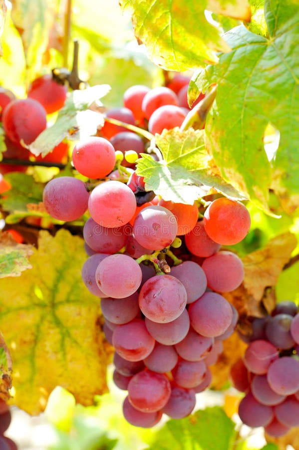 Red grapes stock image. Image of delicious, fresh, farming - 11191693