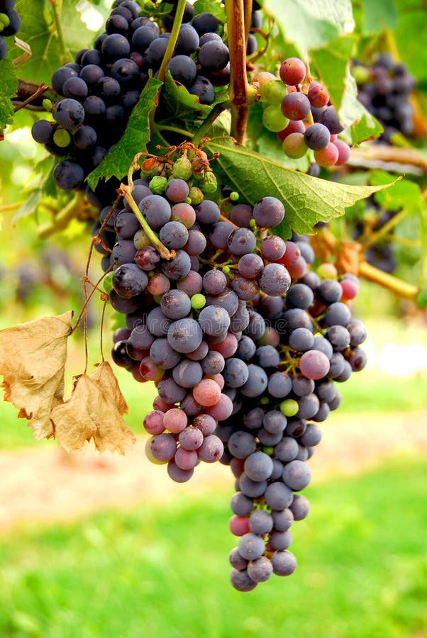 Red grapes