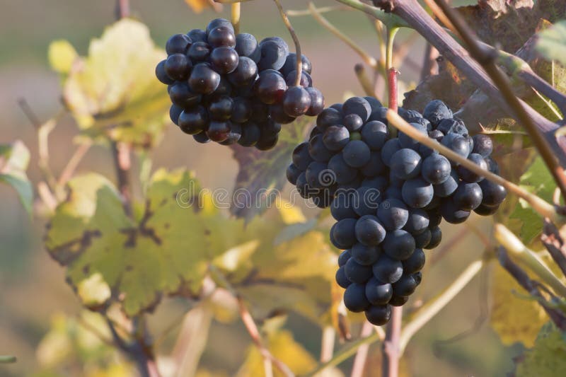 Red grapes