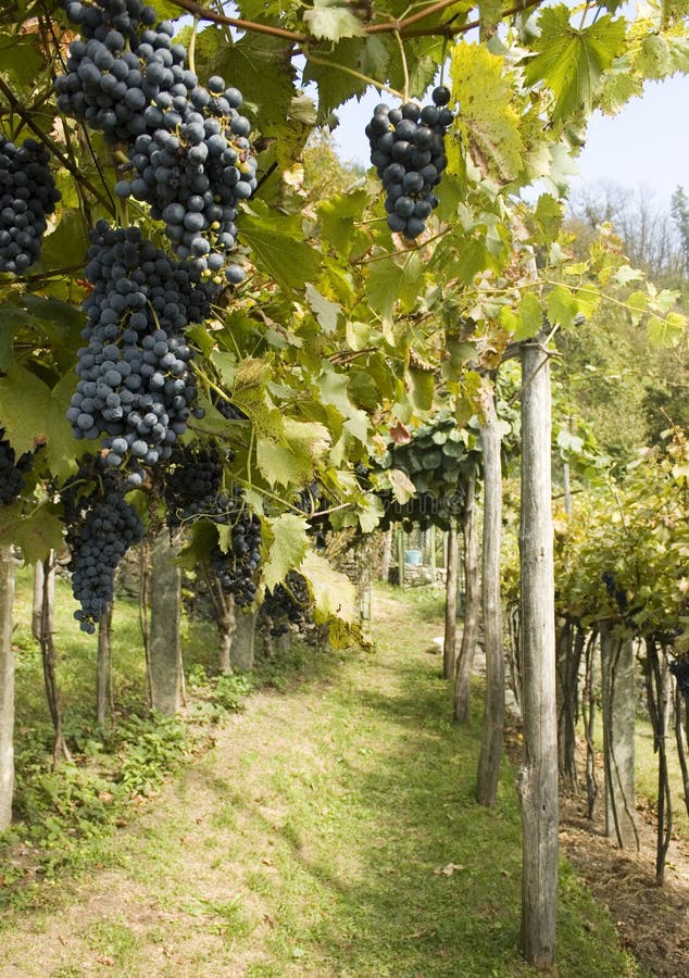 Red Grapes