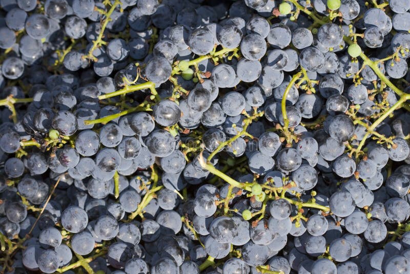 Wine Press with Red Grape Pomace Stock Image Image of viticulture