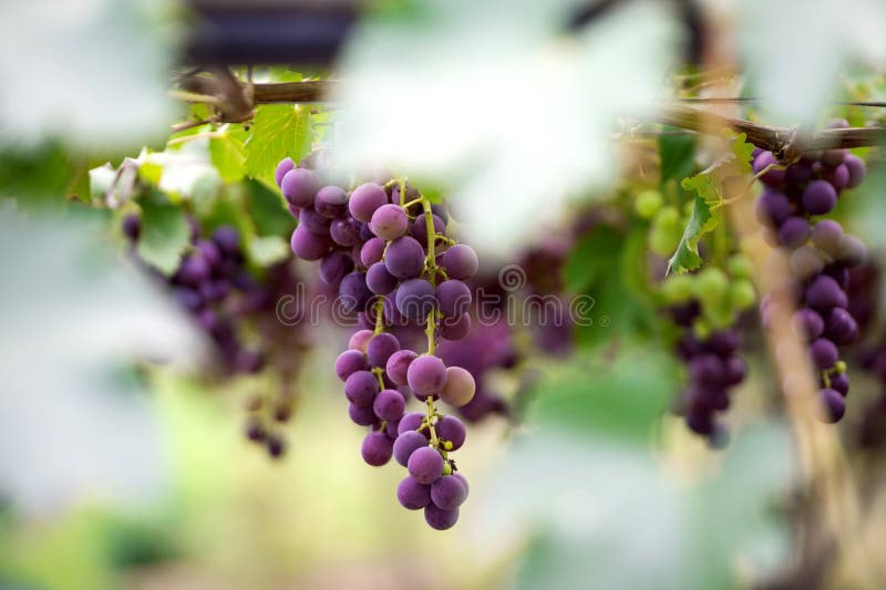 Grapes in the Garden. Vine. Young Grapes. Spring. Stock Image Image