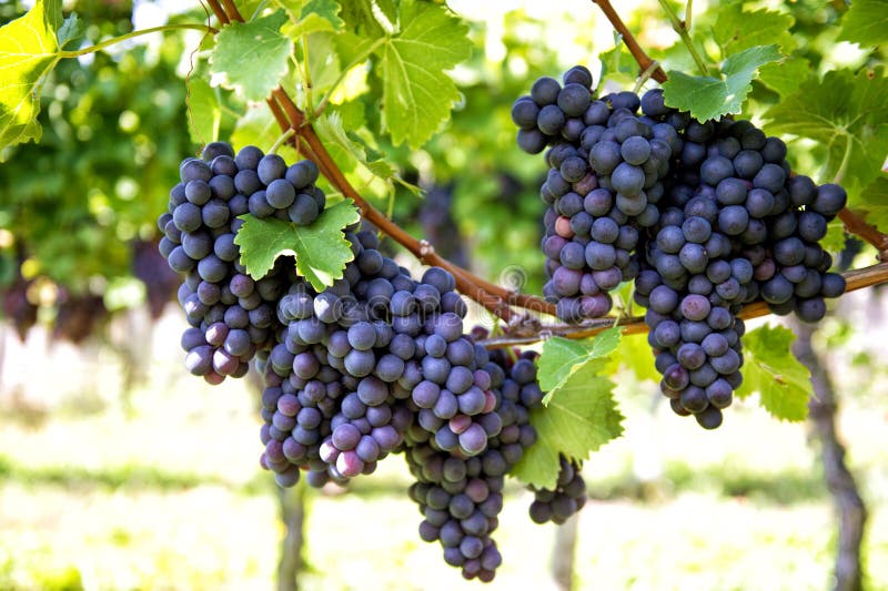 Red grapes with green leaves on the vine. Vine grape fruit plant