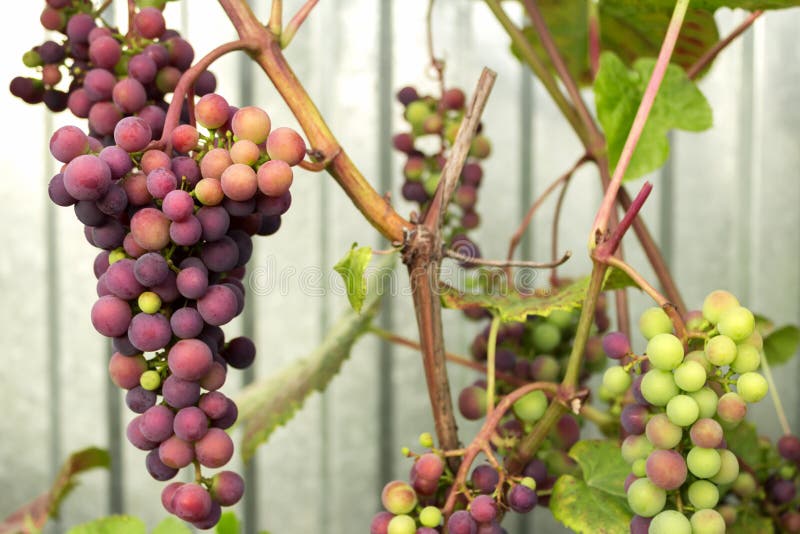 Red Grapes Ripen on the Vine Stock Photo Image of healthy, rural